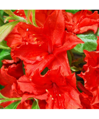 Rhododendron (Azalée Mollis) "Doloroso", pot 2L