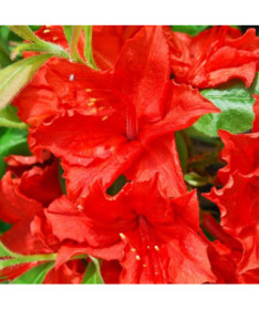 Rhododendron (Azalée Mollis) "Doloroso", pot 2L