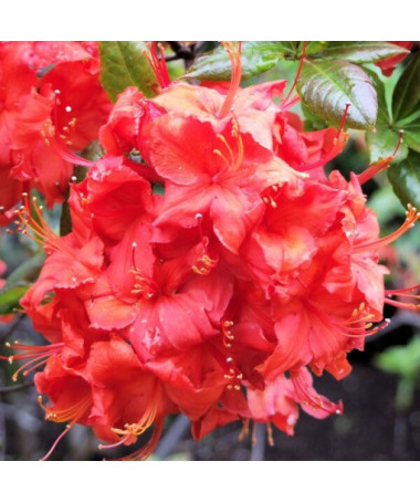 Rhododendron (Azalée Mollis) "Doloroso", pot 2L