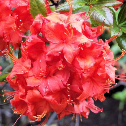 Rhododendron (Azalée Mollis) "Doloroso", pot 2L