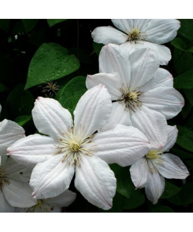 Clematis Henryi (À grandes fleurs) pot, 4L