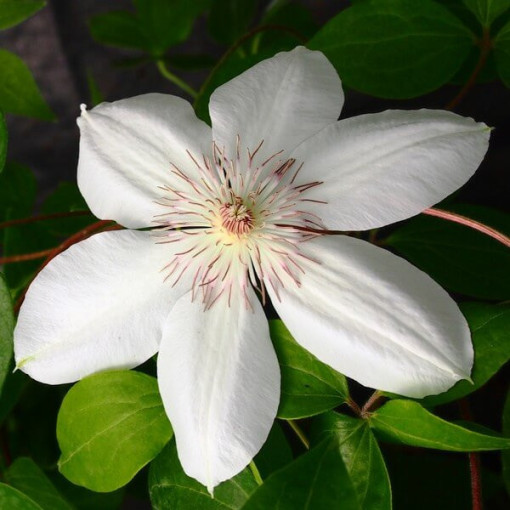 Clematis Henryi (À grandes fleurs) pot, 4L