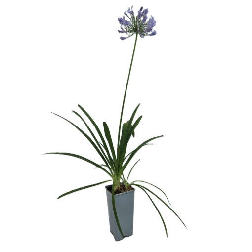 Agapanthes Bleue (Agapanthus Africanus) plants en pot de 2L