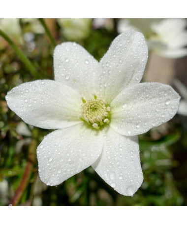 Clematis 'Joe' P9/C1