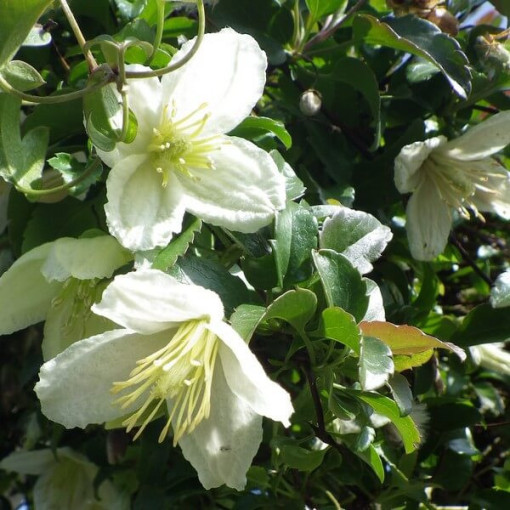 Clematis Cirrhosa 'Wisley Cream' P9/C1