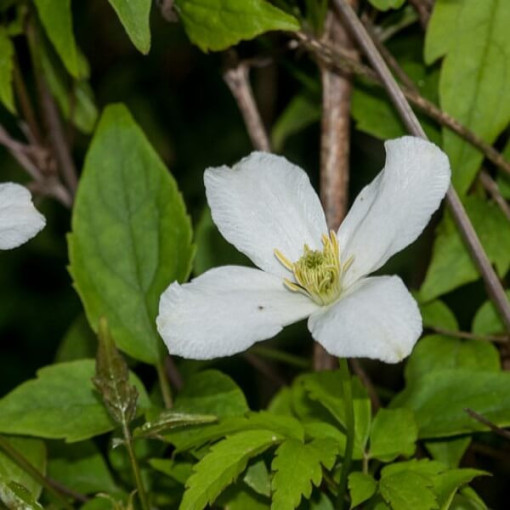 Clématite de montagne Montana 'Wilsonii' P9/C1