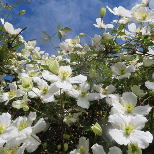 Clématite de montagne Montana 'Wilsonii' P9/C1