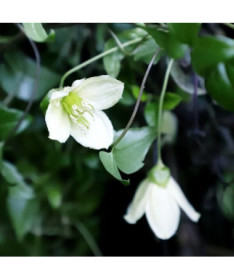 Clématite Cirrhosa 'Jingle Bells' P9/C1