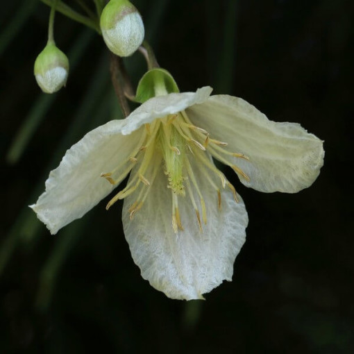 Clématite Cirrhosa 'Jingle Bells' P9/C1