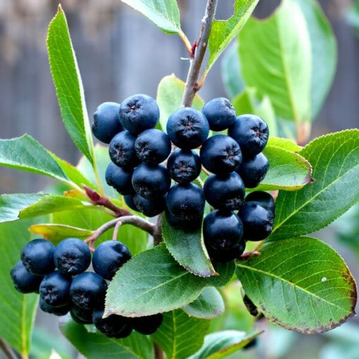 Aronia à fruits noirs, pot, 2L