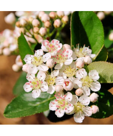 Aronia à fruits noirs, pot, 2L
