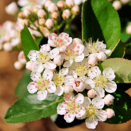 Aronia à fruits noirs, pot, 2L