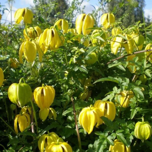 Clematis botanique 'Bill Mackenzie' pot de 2L.