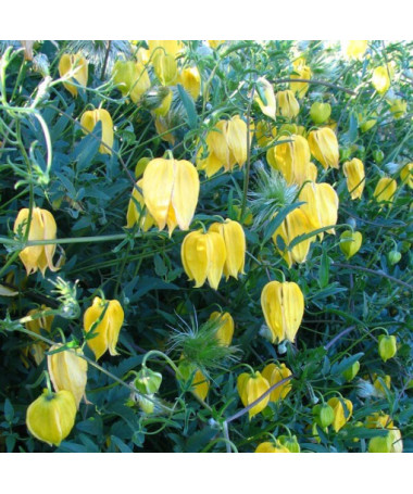 Clematis botanique 'Bill Mackenzie' pot de 2L.