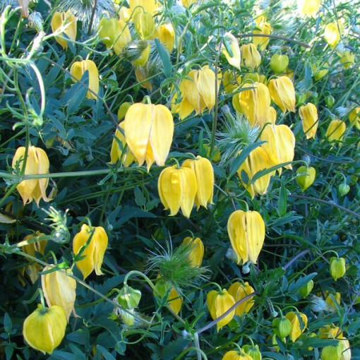 Clematis botanique 'Bill Mackenzie' pot de 2L.
