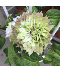 Clématite Sen-No-Kaze (à grandes fleurs) pot de 2L