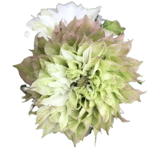 Clématite Sen-No-Kaze (à grandes fleurs) pot de 2L