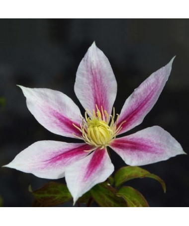 Clématite Andromeda (à grandes fleurs) pot de 2L