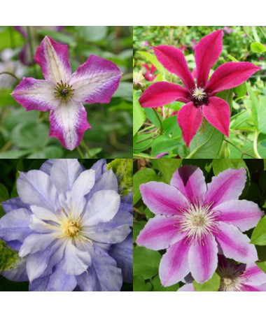 Ensemble de 4 pièces, Mix de clématites non étiquetées P9/C1