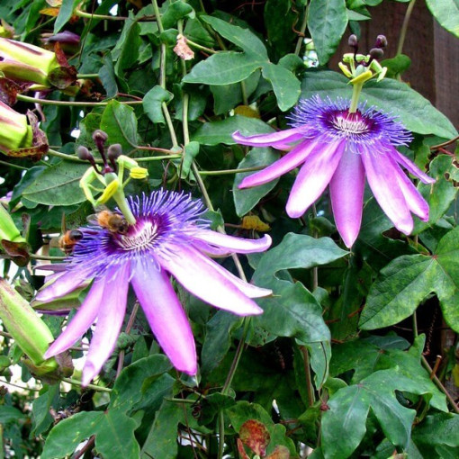 Passiflore (Passiflora) 'Violacea' pot, 4L