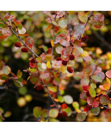 Berberis Thunbergii 'Dart's Red Lady' pot 2L