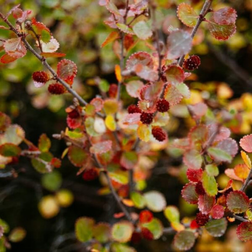 Berberis Thunbergii 'Dart's Red Lady' pot 2L