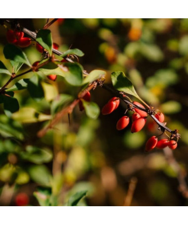 Berberis Thunbergii 'Dart's Red Lady' pot 2L