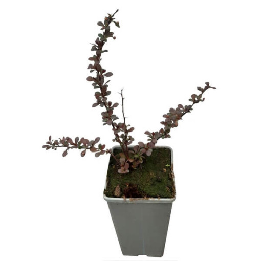 Berberis Thunbergii 'Dart's Red Lady' pot 2L