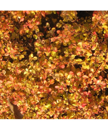 Berberis 'Green Way' pot, 2L