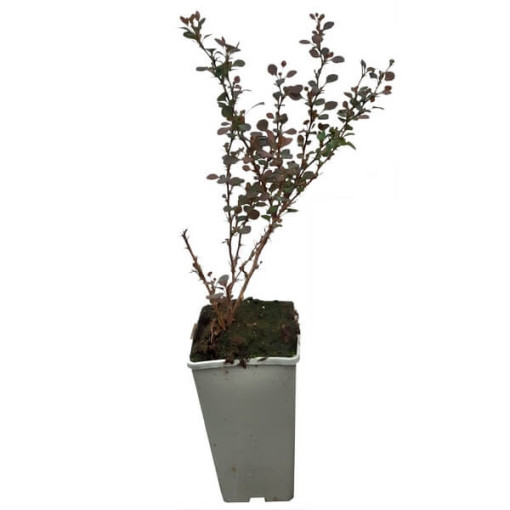 Berberis 'Green Way' pot, 2L