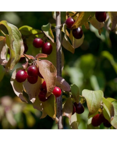 Cornouiller comestible pot, 2L