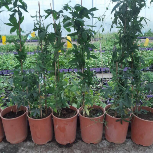 Passiflore (Passiflora) 'Violacea' pot, 4L