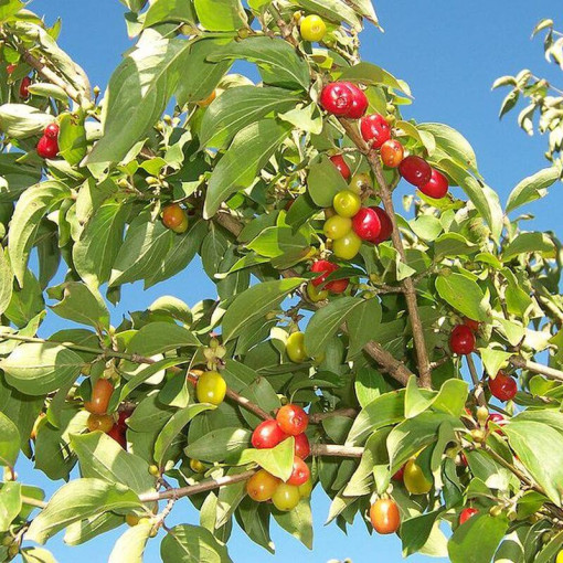 Cornouiller comestible pot, 2L