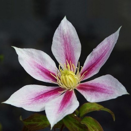 Clématite Andromeda (à grandes fleurs) P9/C1