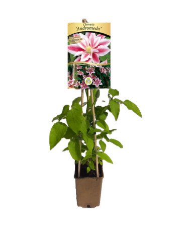 Clématite Andromeda (à grandes fleurs) P9/C1