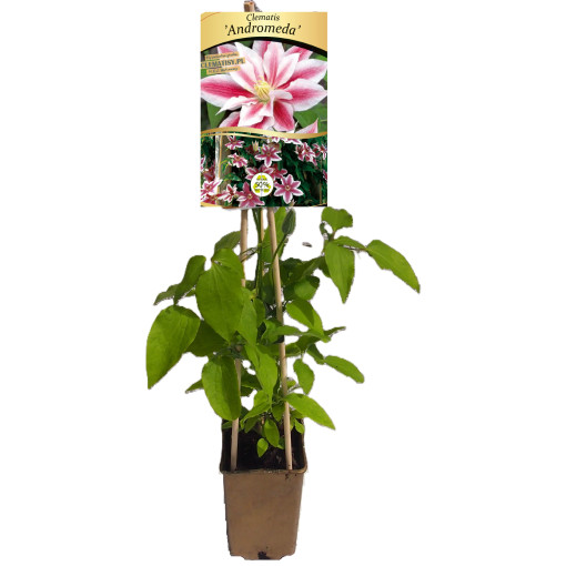 Clématite Andromeda (à grandes fleurs) P9/C1