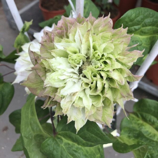 Clématite Sen-No-Kaze (à grandes fleurs) P9/C1