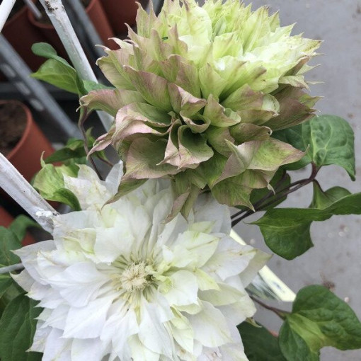 Clématite Sen-No-Kaze (à grandes fleurs) P9/C1