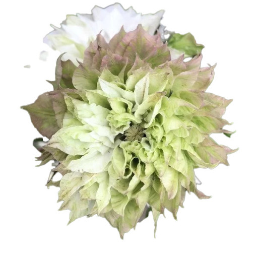 Clématite Sen-No-Kaze (à grandes fleurs) P9/C1