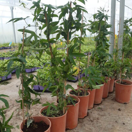 Passiflore (Passiflora) 'Violacea' pot, 4L