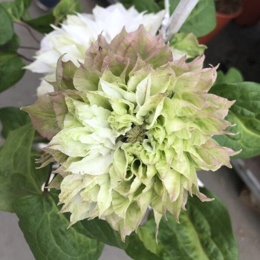 Clématite Sen-No-Kaze (à grandes fleurs) conteneur 4L