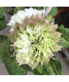 Clématite Sen-No-Kaze (à grandes fleurs) conteneur 4L