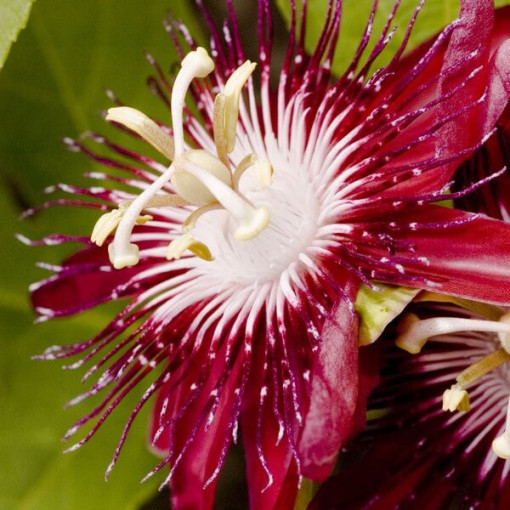 Passiflore (Passiflora) 'Victoria' pot, 4L