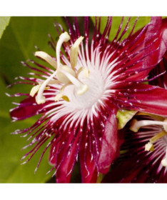 Passiflore (Passiflora) 'Victoria' pot, 4L