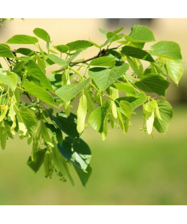 Tilleul (Tilia cordata) conteneur 2L