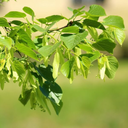 Tilleul (Tilia cordata) conteneur 2L