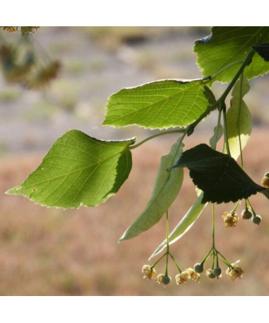 Tilleul (Tilia cordata) conteneur 2L