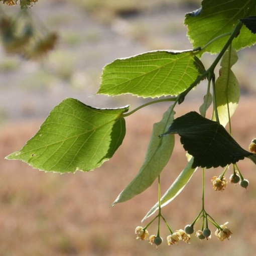 Tilleul (Tilia cordata) conteneur 2L