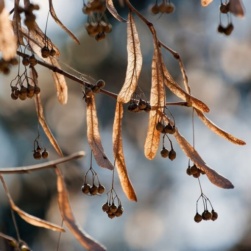 Tilleul (Tilia cordata) conteneur 2L