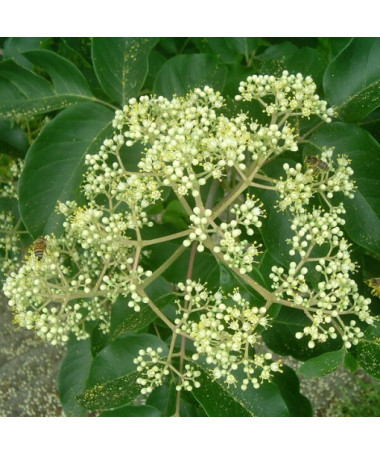 Evodia veloutée (Evodia suaveolens) conteneur 2L